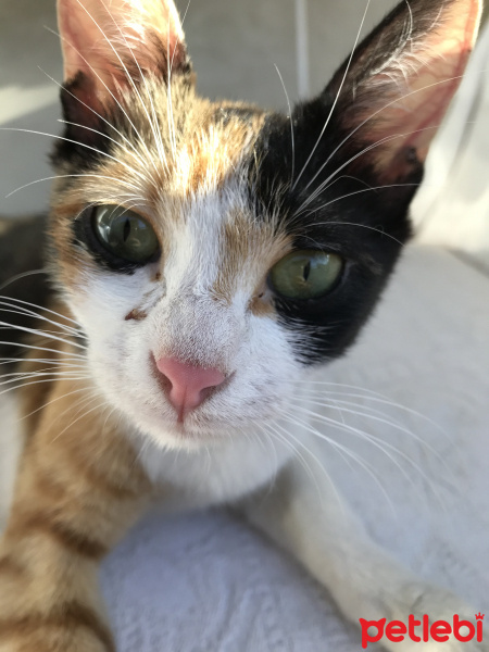 Tekir Kedi, Kedi  Prenses fotoğrafı