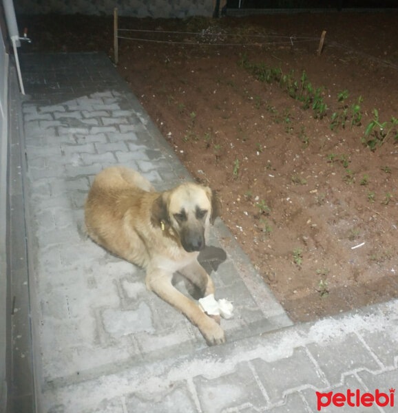 Sokö (Sokak Köpeği), Köpek  Garip fotoğrafı