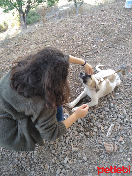 Kangal, Köpek  Paşa fotoğrafı