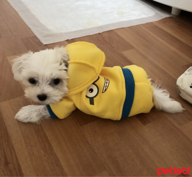 Maltese, Köpek  Şarlo fotoğrafı