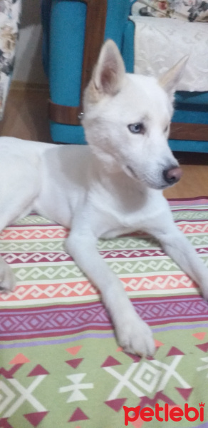 Sibirya Kurdu (Husky), Köpek  Asil fotoğrafı