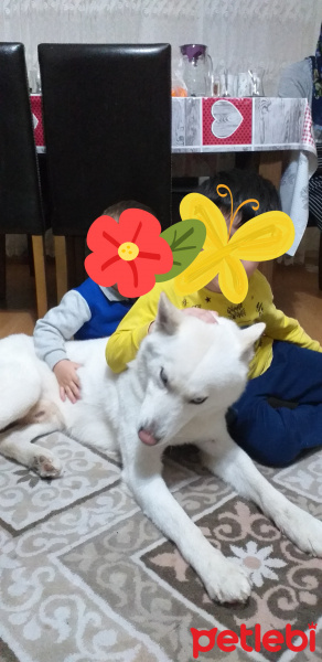 Sibirya Kurdu (Husky), Köpek  Asil fotoğrafı