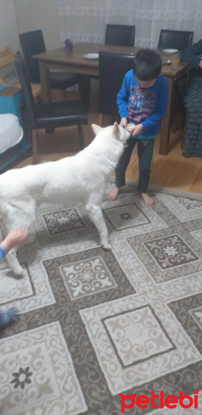Sibirya Kurdu (Husky), Köpek  Asil fotoğrafı