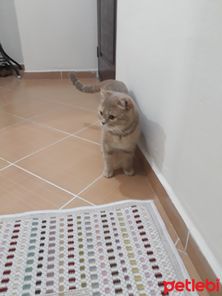 Scottish Fold, Kedi  Tarçın fotoğrafı