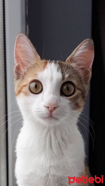 Siyam Kedisi, Kedi  Miyavsu fotoğrafı