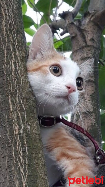 Siyam Kedisi, Kedi  Miyavsu fotoğrafı