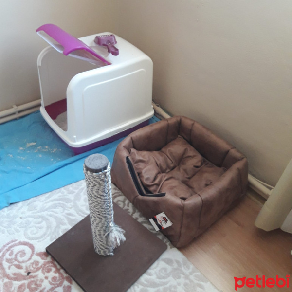 Exotic Shorthair, Kedi  Pamuk fotoğrafı