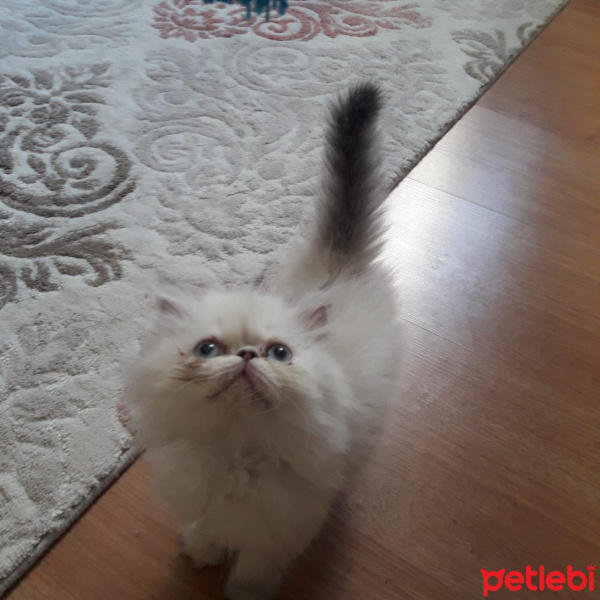 Exotic Shorthair, Kedi  Pamuk fotoğrafı