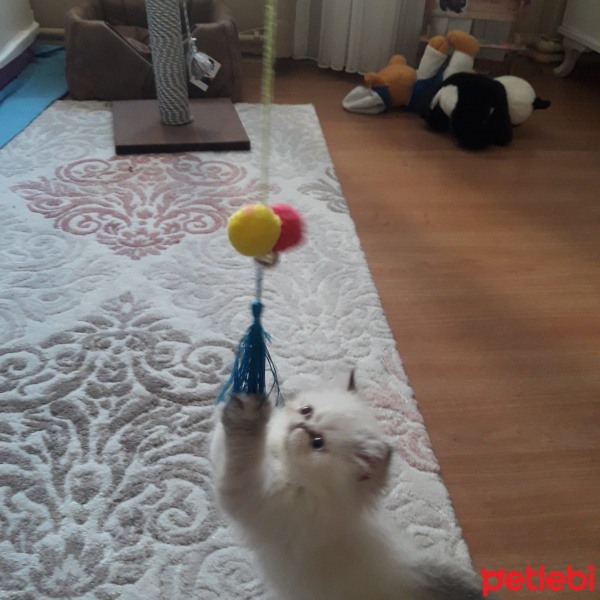 Exotic Shorthair, Kedi  Pamuk fotoğrafı