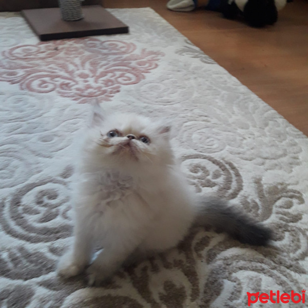 Exotic Shorthair, Kedi  Pamuk fotoğrafı
