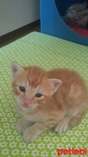 Tekir Kedi, Kedi  çıtır fotoğrafı