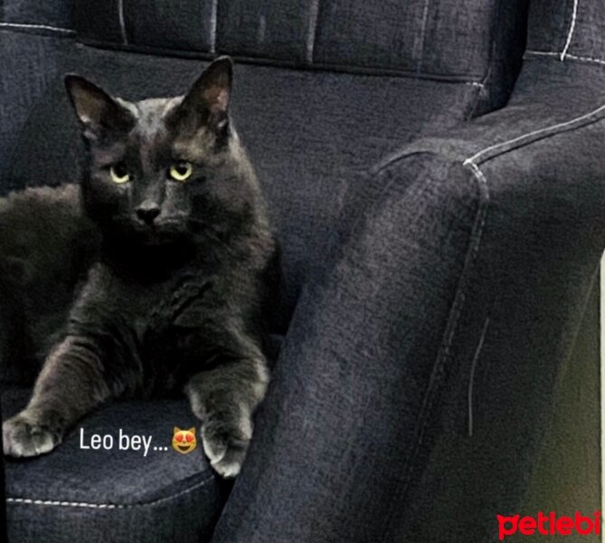 Mavi Rus, Kedi  Leo fotoğrafı