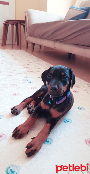 Doberman Pinscher, Köpek  Pablo fotoğrafı