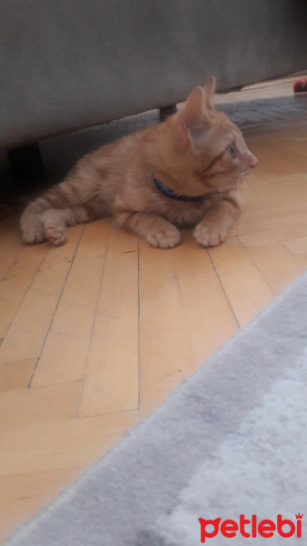 Sarman, Kedi  Güneş fotoğrafı