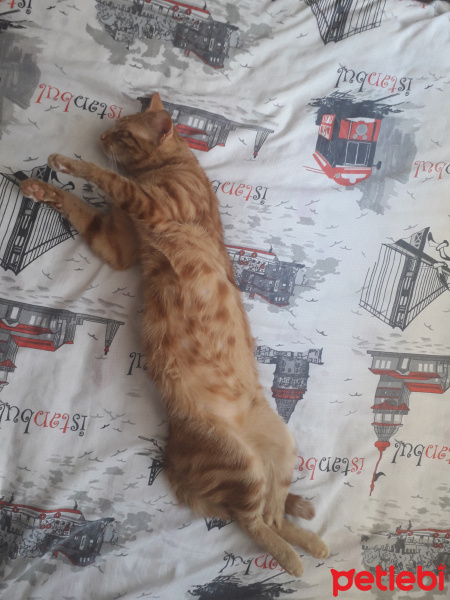 Sarman, Kedi  Güneş fotoğrafı