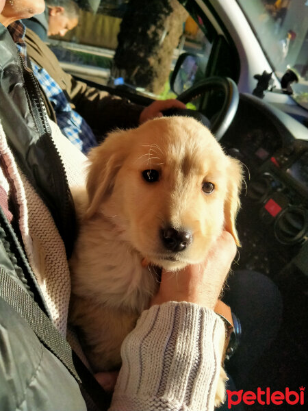 Golden Retriever, Köpek  Köpük fotoğrafı