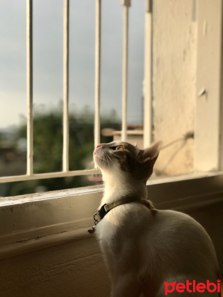 Tekir Kedi, Kedi  Eva fotoğrafı