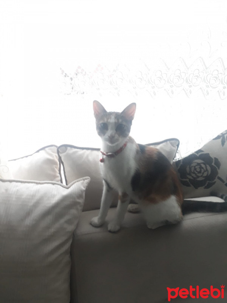 Tekir Kedi, Kedi  Tusu fotoğrafı