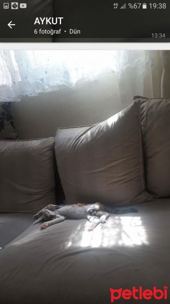 Tekir Kedi, Kedi  Tusu fotoğrafı
