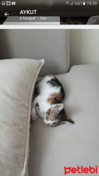 Tekir Kedi, Kedi  Tusu fotoğrafı