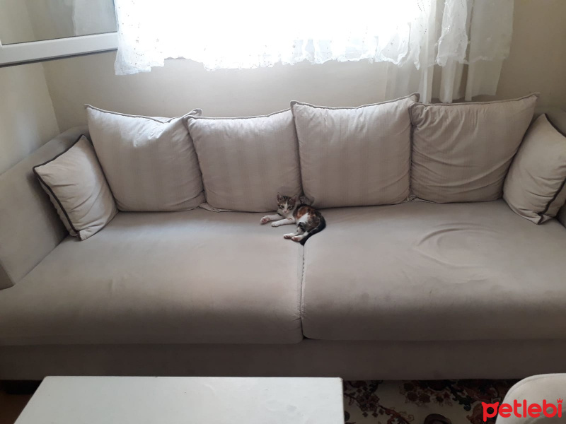 Tekir Kedi, Kedi  Tusu fotoğrafı