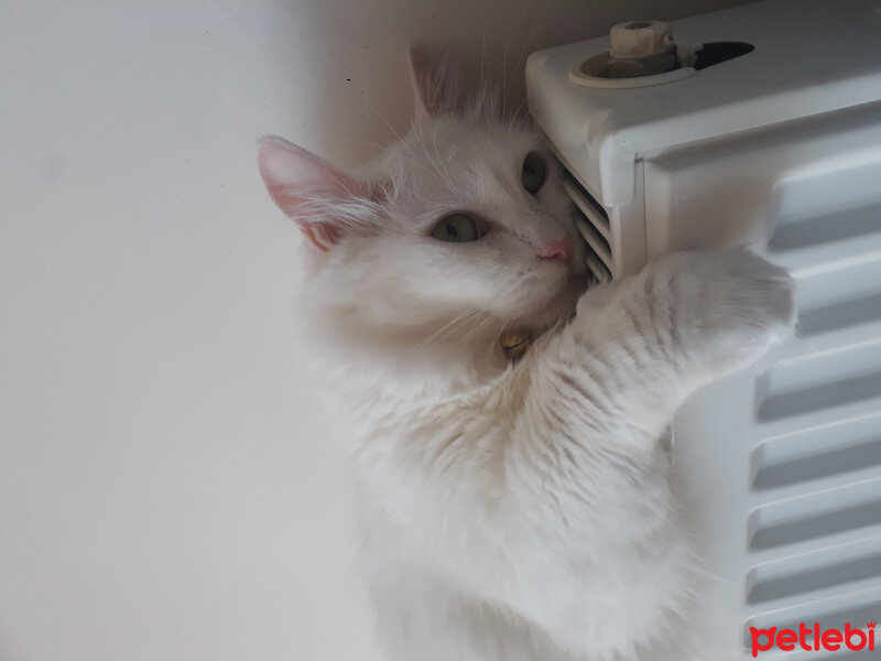 Ankara Kedisi, Kedi  venüs fotoğrafı