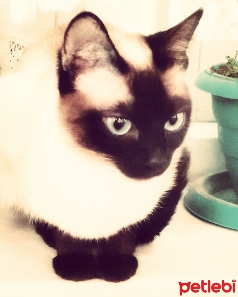 Siyam Kedisi, Kedi  Şans fotoğrafı