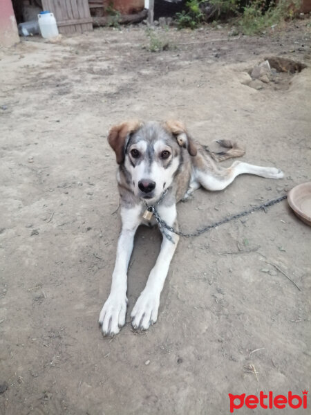 Sibirya Kurdu (Husky), Köpek  ...GÜZELLER GÜZELİME ÖMÜRLÜK YUVA ARIYORUZ... fotoğrafı