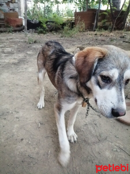 Sibirya Kurdu (Husky), Köpek  ...GÜZELLER GÜZELİME ÖMÜRLÜK YUVA ARIYORUZ... fotoğrafı