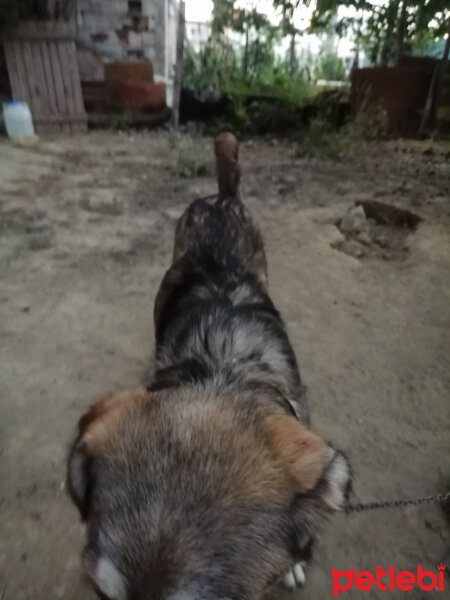 Sibirya Kurdu (Husky), Köpek  ...GÜZELLER GÜZELİME ÖMÜRLÜK YUVA ARIYORUZ... fotoğrafı