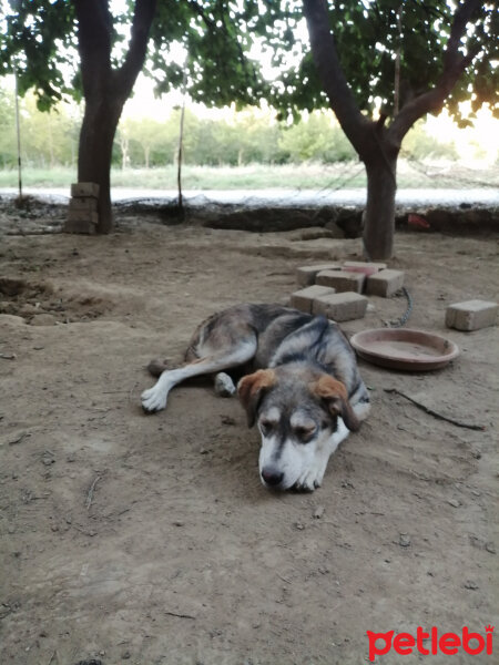 Sibirya Kurdu (Husky), Köpek  ...GÜZELLER GÜZELİME ÖMÜRLÜK YUVA ARIYORUZ... fotoğrafı