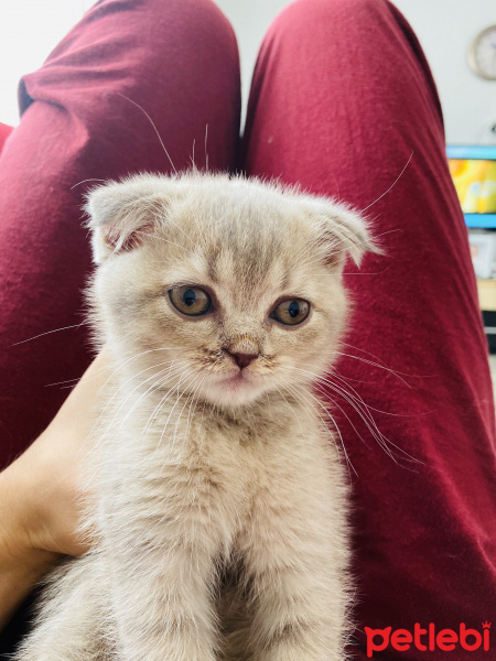British Shorthair, Kedi  Lucy fotoğrafı