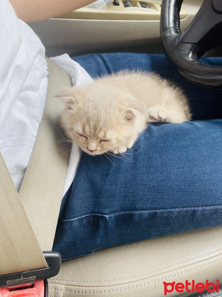 British Shorthair, Kedi  Lucy fotoğrafı