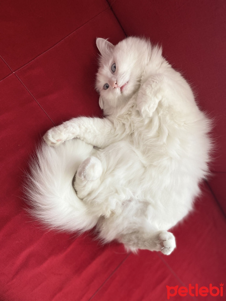 İran Kedisi (Persian), Kedi  Louis fotoğrafı