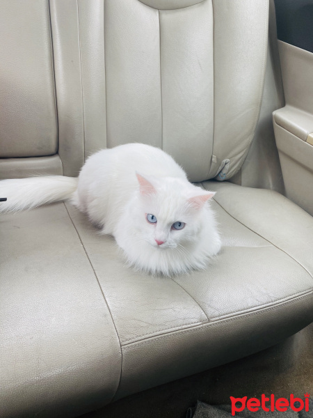 İran Kedisi (Persian), Kedi  Louis fotoğrafı