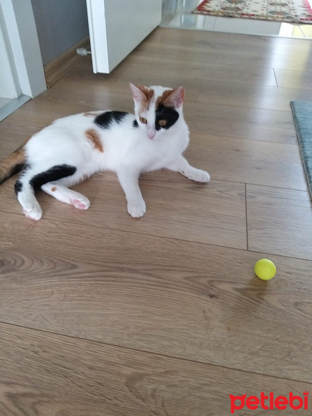 Tekir Kedi, Kedi  Mia fotoğrafı