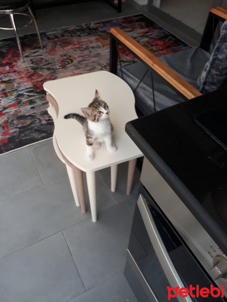 Tekir Kedi, Kedi  Minnak fotoğrafı