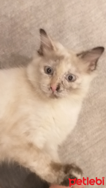 Himalayan, Kedi  Yumak fotoğrafı