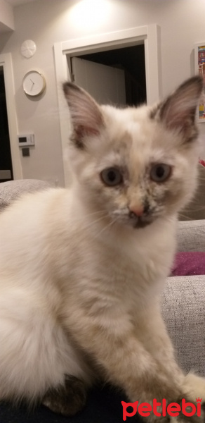 Himalayan, Kedi  Yumak fotoğrafı