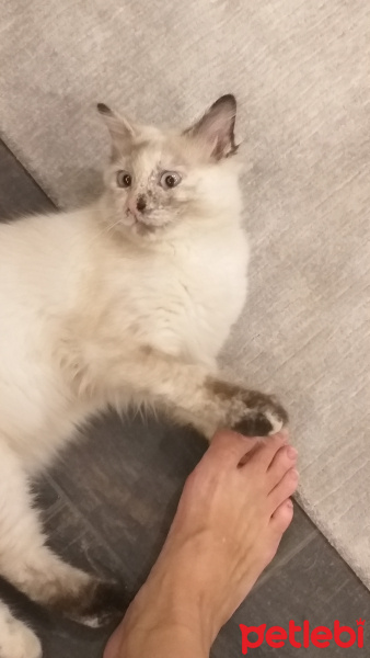 Himalayan, Kedi  Yumak fotoğrafı