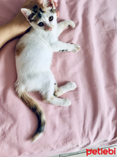 Sarman, Kedi  İsimsiz fotoğrafı