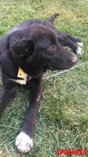 Border Collie, Köpek  Mantar fotoğrafı