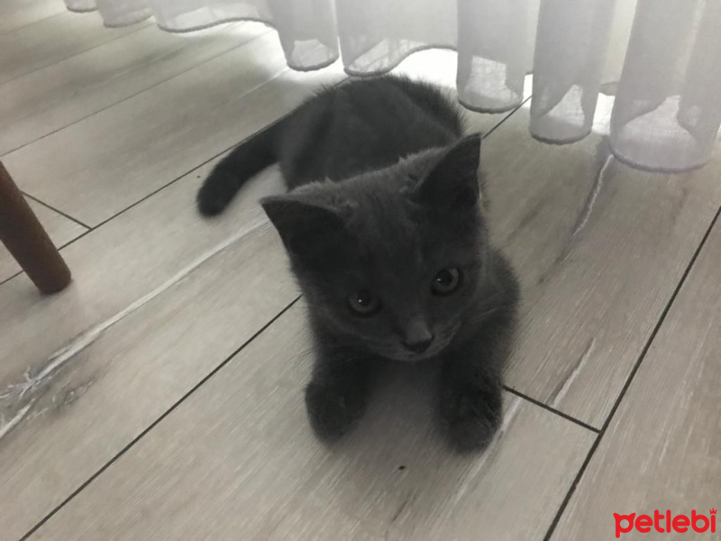 British Shorthair, Kedi  Leo fotoğrafı