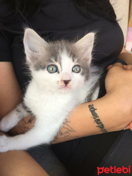 Tekir Kedi, Kedi  Piaf fotoğrafı