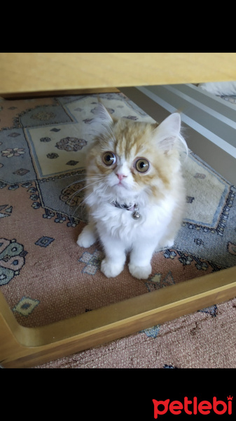 İran Kedisi (Persian), Kedi  Lady fotoğrafı