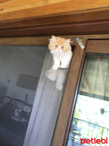 İran Kedisi (Persian), Kedi  Lady fotoğrafı