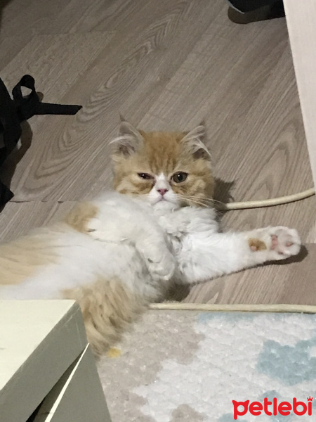 İran Kedisi (Persian), Kedi  Lady fotoğrafı