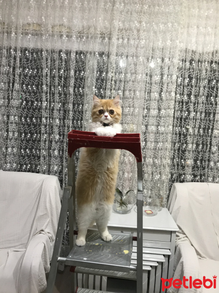 İran Kedisi (Persian), Kedi  Lady fotoğrafı