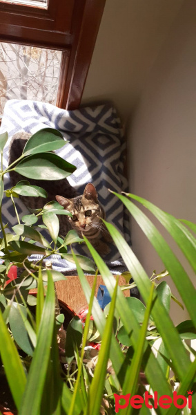 Tekir Kedi, Kedi  hatun fotoğrafı