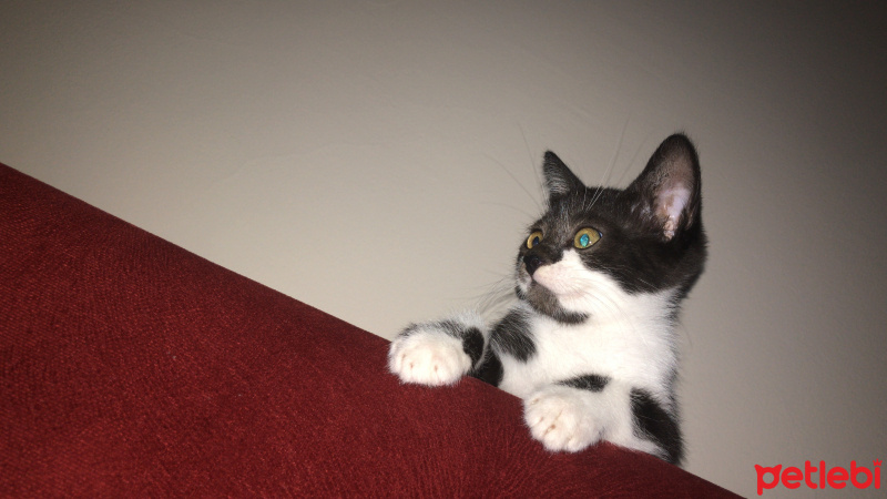 Tekir Kedi, Kedi  Mırmır fotoğrafı